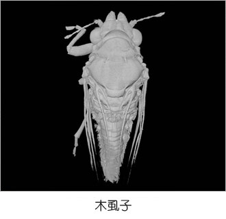 木虱子
