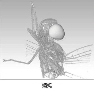 蜻蜓